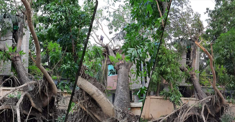 ঘূর্ণিঝড়ে সরকারি গাছ ঘরের ওপর পড়ায় ক্ষতিপূরণ চান কলেজশিক্ষক