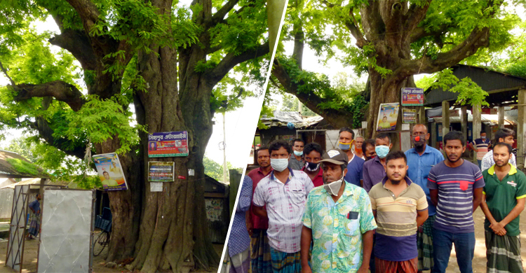 ৫শ বছরের গাছটি বাঁচাতে জীবন দিতে রাজি গ্রামবাসী