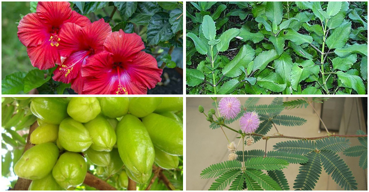 যেসব ঔষধি গাছ রোগ সারাবে