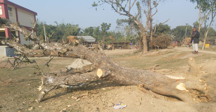 টেন্ডার ছাড়াই সরকারি গাছ কর্তনের অভিযোগ প্রধান শিক্ষকের বিরুদ্ধে