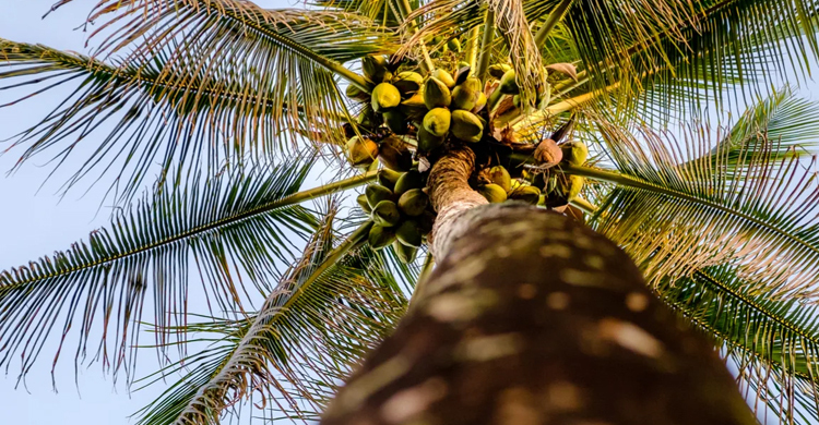 নারিকেল গাছ থেকে পড়ে প্রাণ গেল কিশোরের