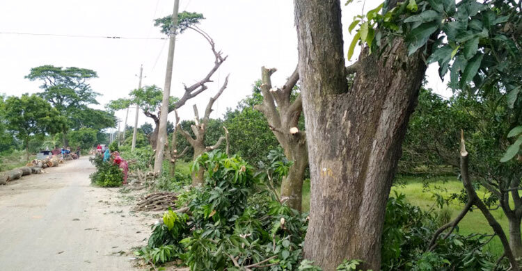 রাস্তা সংস্কারের নামে কাটা হচ্ছে ২০৩টি গাছ!