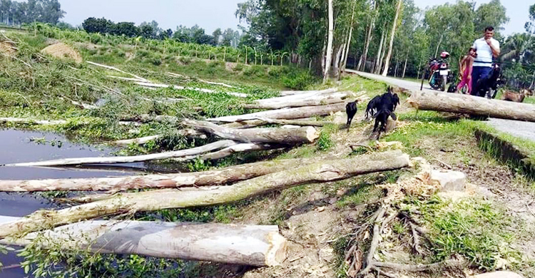 ‘নিজের দাবি করে’ সরকারি রাস্তার গাছ কাটছিলেন প্রভাবশালী, অতঃপর...