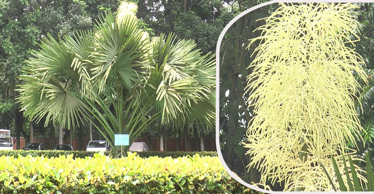 ১০ বছরেই মহাবিপন্ন তালিপাম গাছে ‘মরণফুল’