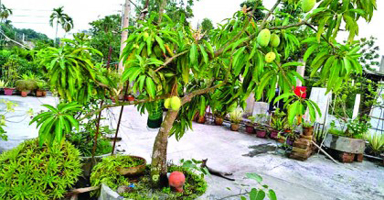 গাছে পানি দেওয়ার সময় ছাদ থেকে পড়ে নারীর মৃত্যু