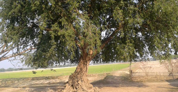 তেঁতুল গাছ থেকে পড়ে ৮০ বছরের বৃদ্ধের মৃত্যু