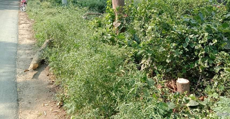 ঘুরতে বেরিয়ে মাথায় গাছের ডাল পড়ে প্রাণ গেলো যুবকের