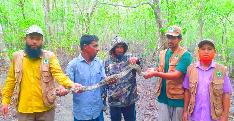 বরগুনায় খেজুর গাছে ৯ ফুট লম্বা অজগর