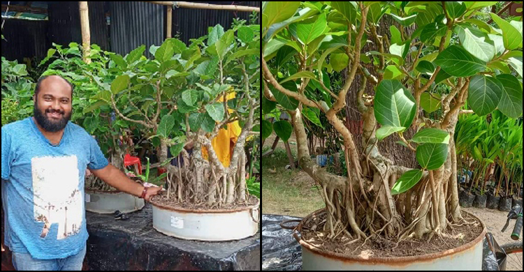 এক বনসাইয়ের দাম হাঁকা হচ্ছে পৌনে ২ লাখ