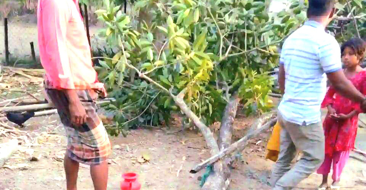 জীবননগরে খেলতে গিয়ে গাছ উপড়ে প্রাণ গেলো শিশুর