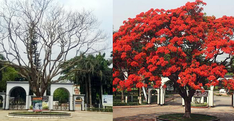 ইবির ‘পোস্টার ট্রি’র জীবনাবসান