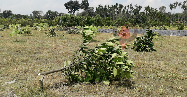 রাতের আঁধারে ৩৫২ মাল্টা গাছ কাটলো দুর্বৃত্তরা