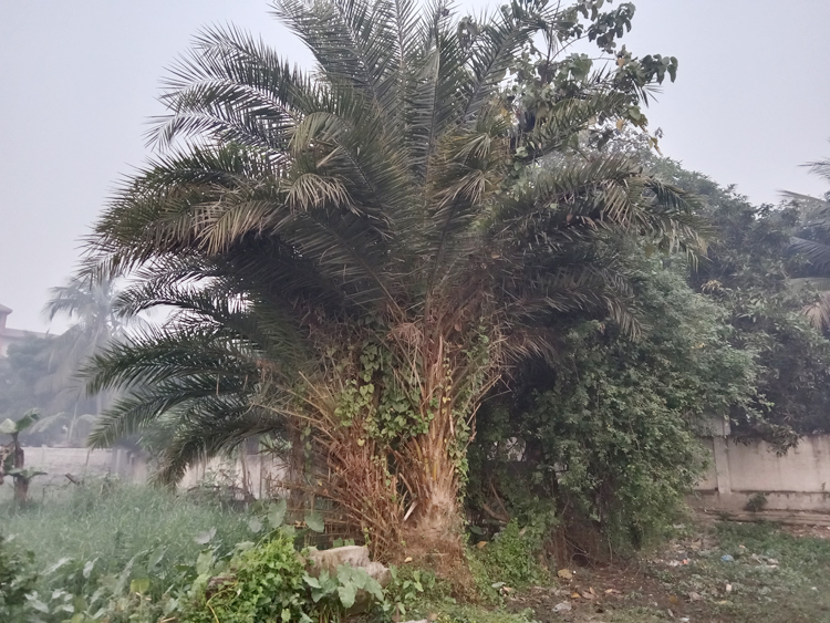 রূপগঞ্জে বিলপ্তপ্রায় &lsquo;মধুবৃক্ষ&rsquo; খেজুরগাছ
