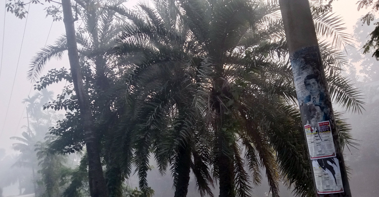 রূপগঞ্জে বিলুপ্তপ্রায় ‘মধুবৃক্ষ’ খেজুরগাছ