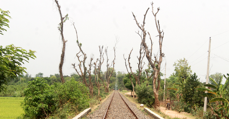 চাঁপাইনবাবগঞ্জে অবহেলায় নষ্ট হচ্ছে লাখ লাখ টাকার সরকারি গাছ