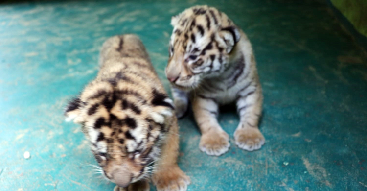 জয়ার ঘরে নতুন দুই শাবক