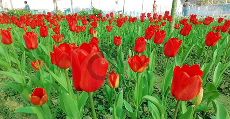 নেদারল্যান্ডসের টিউলিপ এখন গদখালীর মাঠে