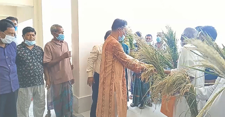 হঠাৎ গরম হাওয়া, শত শত হেক্টর ধানক্ষেত নষ্ট