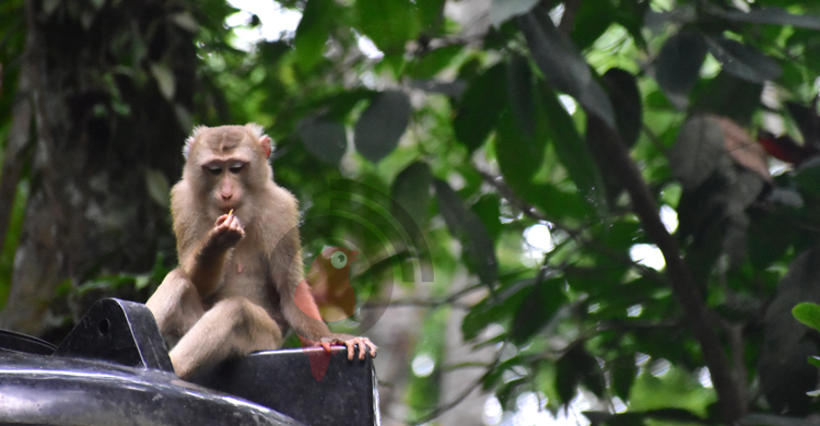 বন্ধ লাউয়াছড়া উদ্যানে এসে ফিরে যাচ্ছেন পর্যটকরা