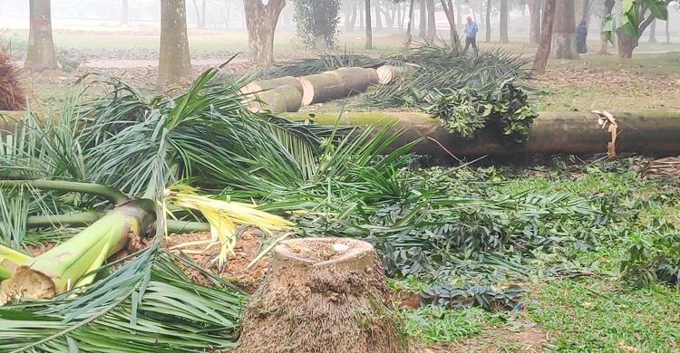 সোহরাওয়ার্দী উদ্যানে গাছ কাটা নিয়ে হাইকোর্টের আদেশ ১৯ সেপ্টেম্বর