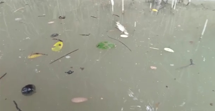 সুন্দরবনের খালে ভাসছে বিষ দিয়ে মারা মাছ