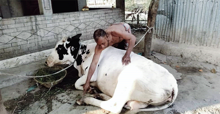 সুনামগঞ্জে ৫ শতাধিক গরু ক্ষুরারোগে আক্রান্ত