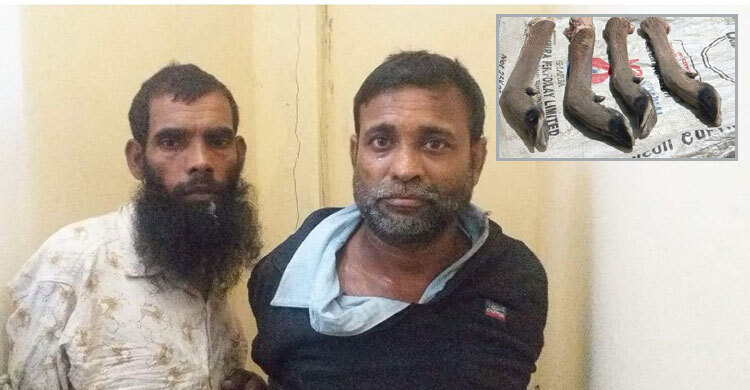 মোংলায় হরিণের চার পাসহ দুই শিকারি আটক
