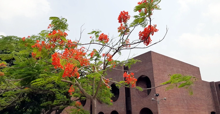 রাজধানীজুড়ে ফুটে আছে রক্তরাঙা কৃষ্ণচূড়া | ২১ এপ্রিল ২০২১
