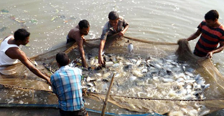 খুলনায় বেড়েছে মাছের উৎপাদন