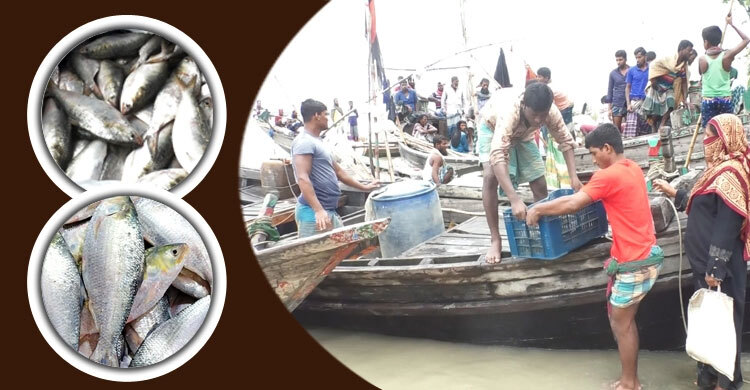 ভোলায় ঝাঁকে ঝাঁকে ধরা পড়ছে ইলিশ, ব্যস্ত এখন জেলেরা | ২৩ সেপ্টেম্বর ২০২১