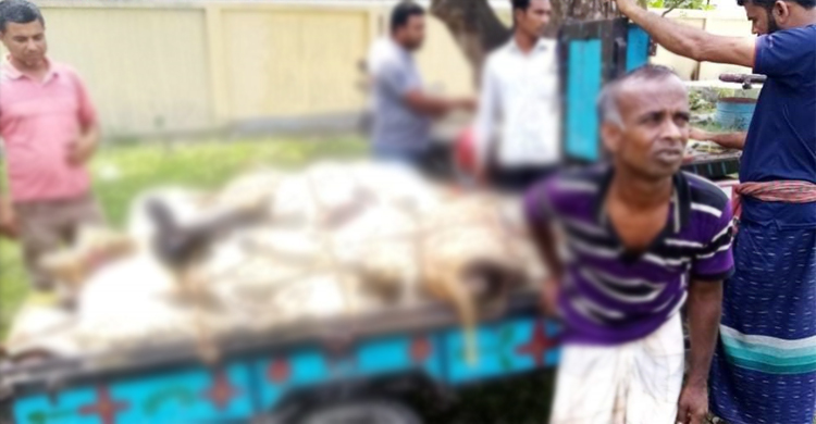 মেয়াদোত্তীর্ণ কৃমিনাশক ওষুধে প্রতিবন্ধীর ৯ ভেড়ার মৃত্যু