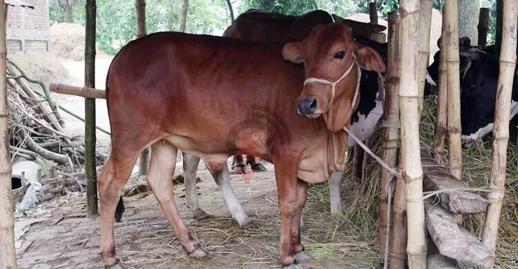গো-খাদ্যের দাম নিয়ে বিপাকে খামারিরা, বিক্রি করছেন গরু | বুধবার, ২৫ মে ২০২২