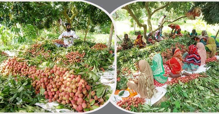 মাগুরায় ৭০ কোটি টাকার লিচু বিক্রির আশা | বুধবার, ২৫ মে ২০২২