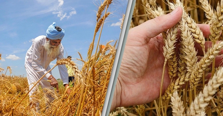 Global food prices fall again but wheat soars
