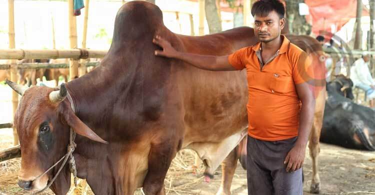 আফতাবনগর হাটে আসছে পশু, ক্রেতার অপেক্ষায় ব্যাপারীরা | রোববার, ০৩ জুলাই ২০২২