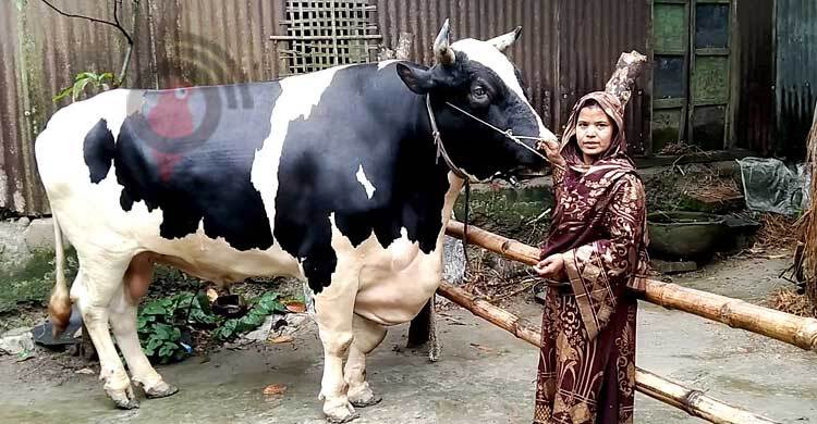 কলেজছাত্রী হামিদার খামারে ৪৫ মণের ষাঁড়, দাম ১৫ লাখ | রোববার, ০৩ জুলাই ২০২২