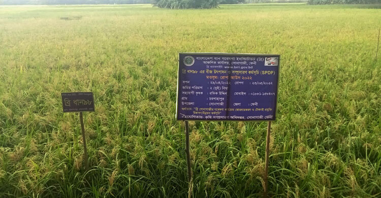 সোনাগাজীতে নতুন উদ্ভাবিত পাঁচ জাতের ধান চাষে সফলতা