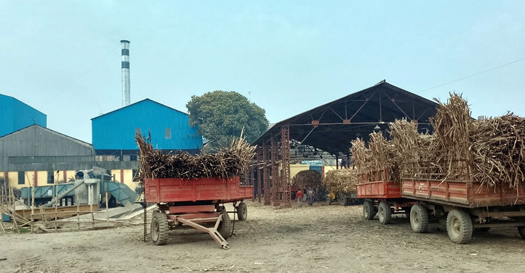 কেরু চিনিকলে আখ মাড়াই বন্ধ, এবারও লোকসানের শঙ্কা