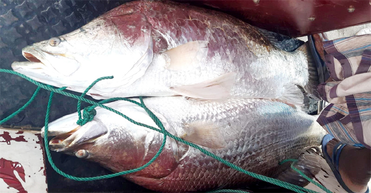 বড়শিতে উঠে এলো ৩৫ কেজির জোড়া কোরাল