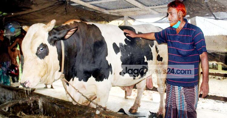 ৩০ মণ ওজনের ‘শান্ত’কে নিয়ে দুশ্চিন্তায় মালিক