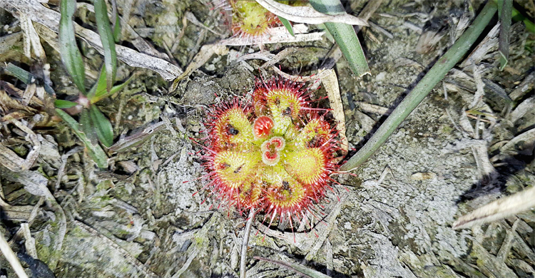 ‘মরুকরণের’ দিকে ধাবিত হচ্ছে দিনাজপুর