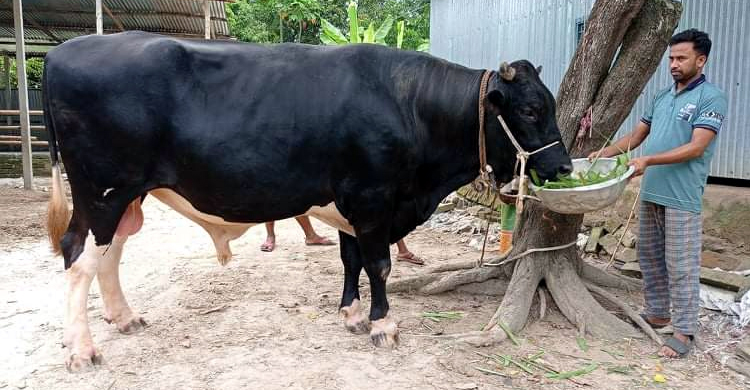৩৩ মণের ‘সম্রাট’র দাম ১০ লাখ