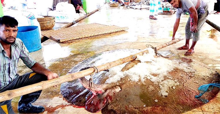 সাত মণ ওজনের শাপলাপাতা বিক্রি ৬৩ হাজারে