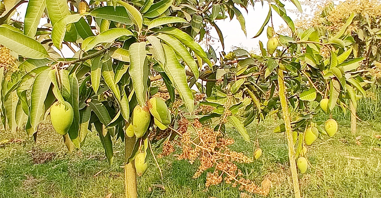 ২০ দিন পর আম বেচবেন মোস্তফা