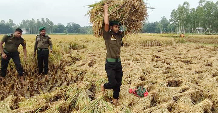 ধান কেটে মাথায় করে চাষির বাড়ি পৌঁছে দিলেন আনসার সদস্যরা