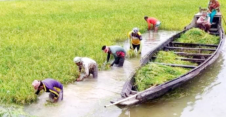 খালিয়াজুরী হাওরে পানি বাড়ায় কাঁচা ধান কাটছেন কৃষক