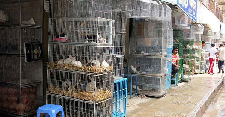 কাটাবন মার্কেটের মাছ-পশু-পাখির জীবন রক্ষার উদ্যোগ