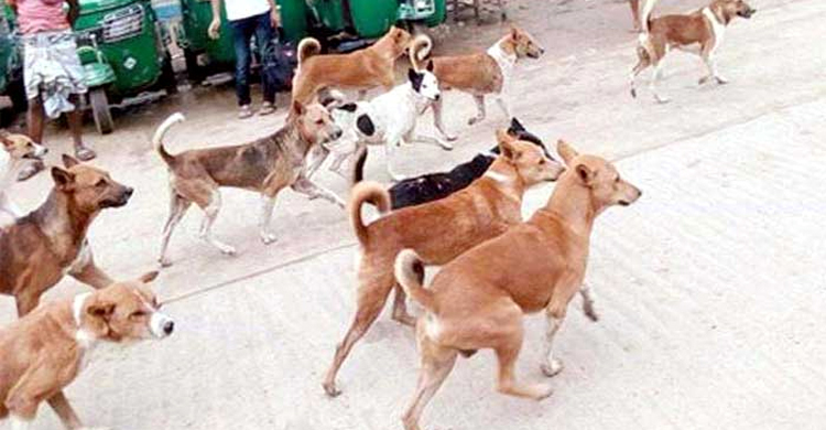 কুকুর কামড়ে দিল গ্রামের ১১ জনকে