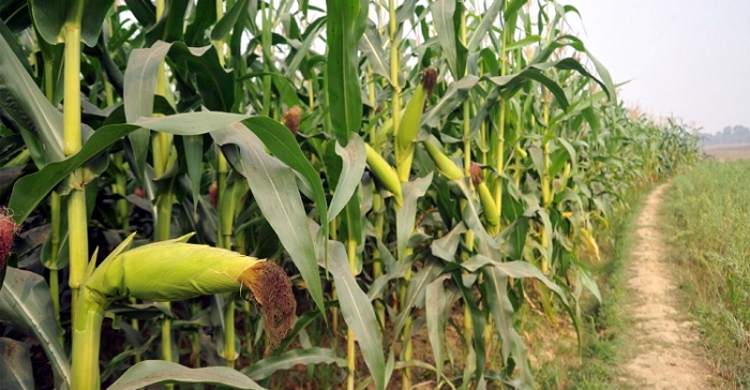 ভুট্টাখেতে মিলল প্রবাসীর লাশ