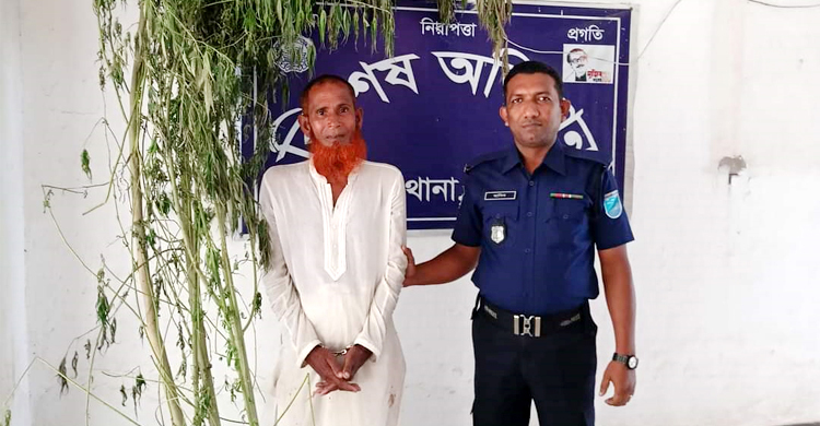 পুকুরপাড়ে লাগিয়েছিলেন গাঁজা গাছ, পুলিশের হাতে আটক